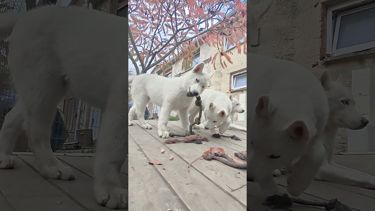 Les 5 Chériboux à l'élevage 🐺✅