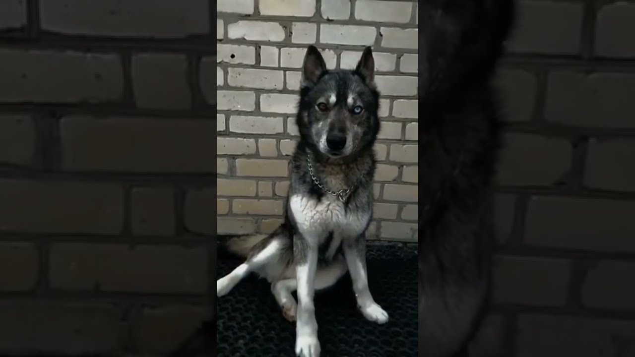 Ce chien a les yeux vairons 🐶 !