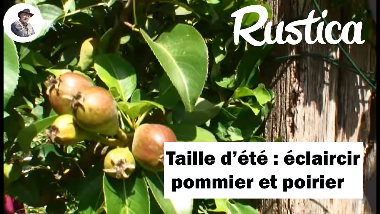 Taille d'été : éclaircir les fruits du pommier ou du poirier