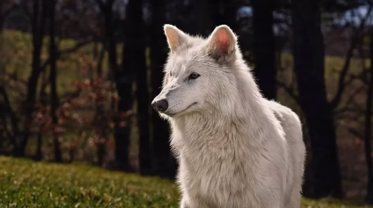 Alpha Parc : notre guide des loups du Mercantour