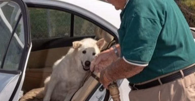 Voyager avec son animal de compagnie : guide pratique sur la réglementation, le transport et les hébergements adaptés
