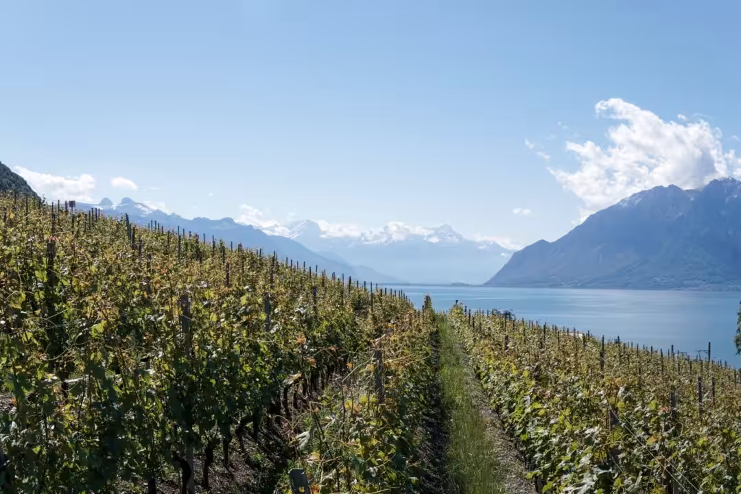 Woofing en Suisse : notre expérience dans les vignes